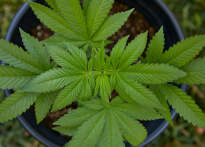 Cannabis indica Cannabis indica