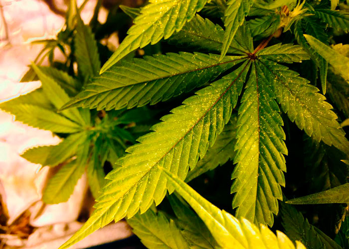 Болезни конопли Болезни конопли