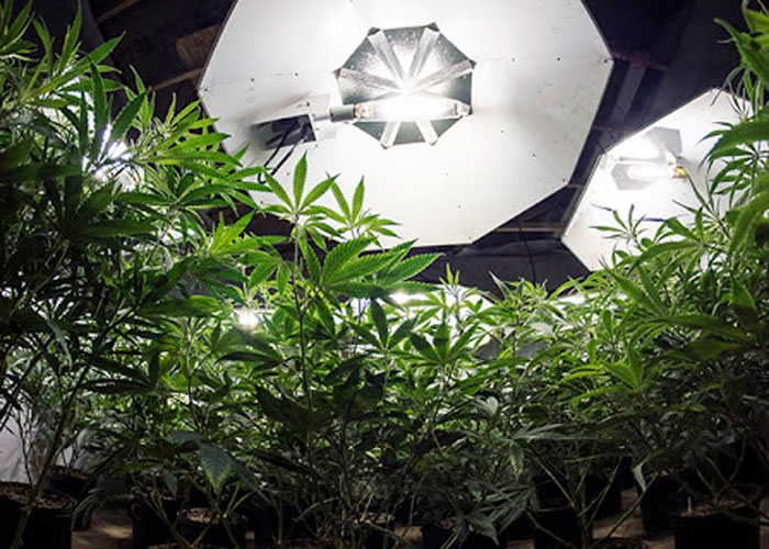 Indoor – выращивание в домашней оранжерее Indoor – выращивание в домашней оранжерее