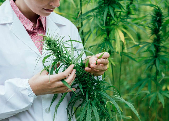 Регулярные сорта конопли Регулярные сорта конопли