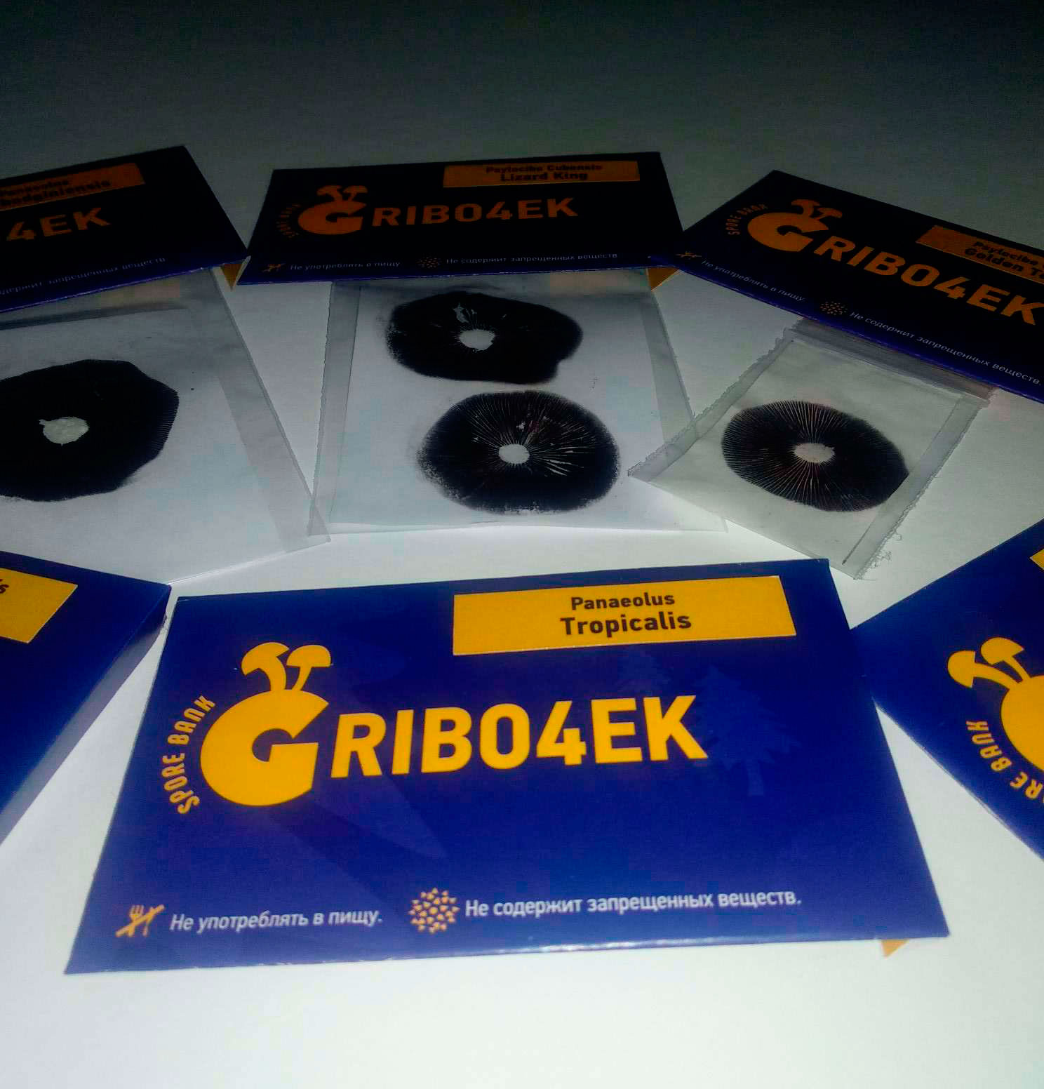 Споры псилоцибиновых грибов Gribo4ek Споры псилоцибиновых грибов Gribo4ek