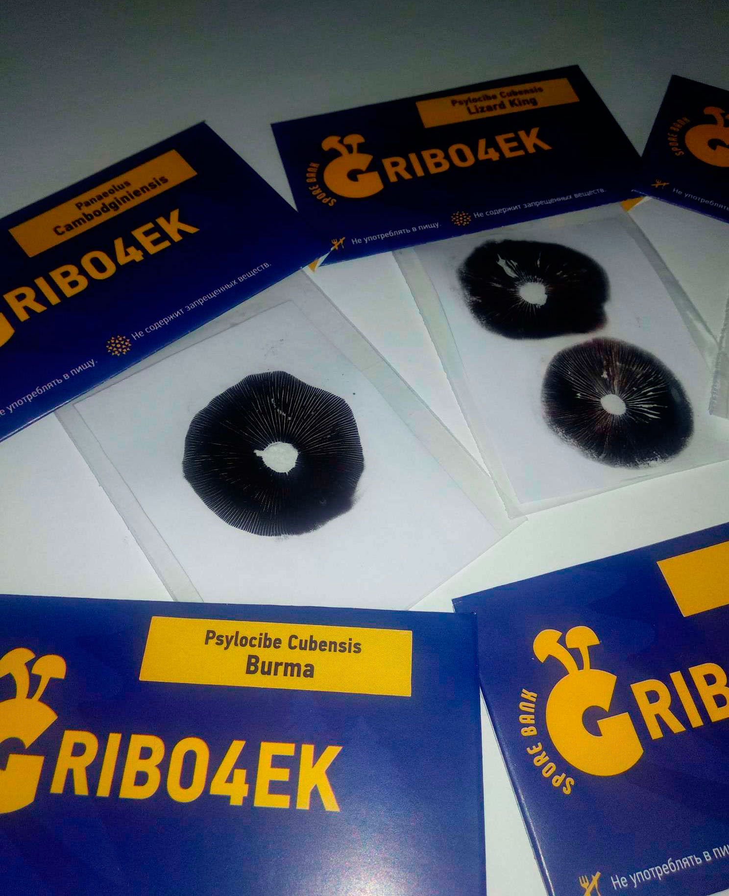 Споры псилоцибиновых грибов Gribo4ek Споры псилоцибиновых грибов Gribo4ek