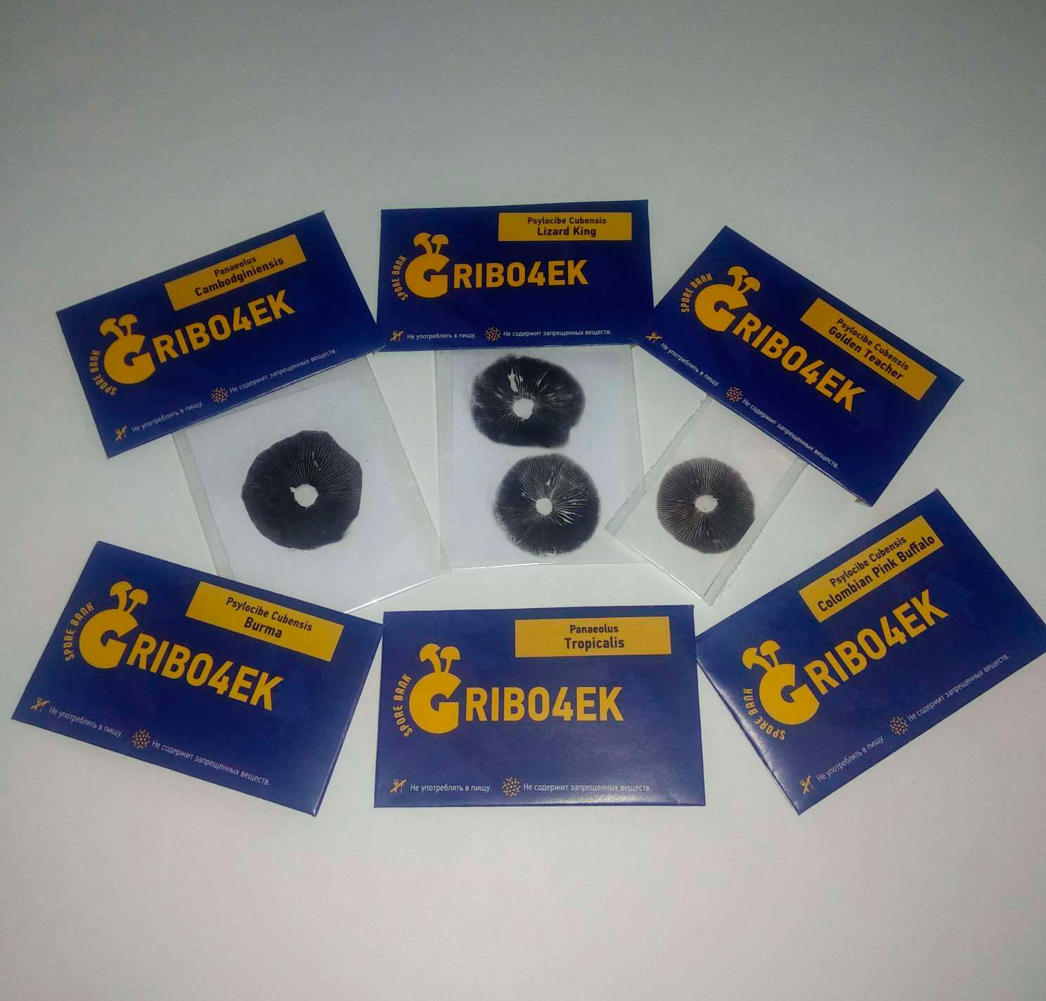 Споры псилоцибиновых грибов Gribo4ek Споры псилоцибиновых грибов Gribo4ek