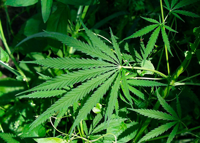 Cannabis sativa Cannabis sativa