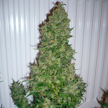 Семена конопли Auto AK fem