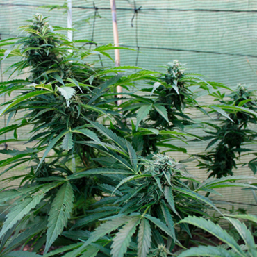 Семена конопли Auto Jack Herer fem Семена конопли Auto Jack Herer fem