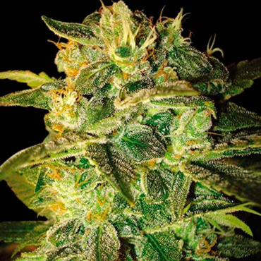 Семена конопли Auto Mango fem Семена конопли Auto Mango fem