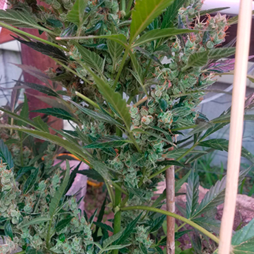 Семена конопли Auto Afghani №1 fem Семена конопли Auto Afghani №1 fem