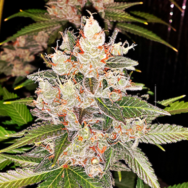 Семена конопли Sour Diesel fem Семена конопли Sour Diesel fem