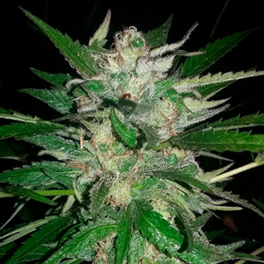 Семена конопли Auto Moscow fem