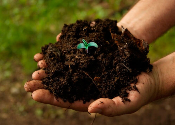 Удобрения для конопли Удобрения для конопли