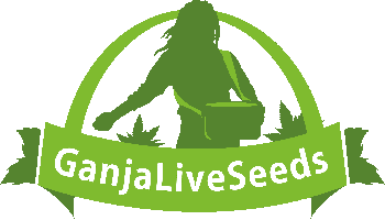 Не дорогие семена конопли GanjaLiveSeeds Не дорогие семена конопли GanjaLiveSeeds