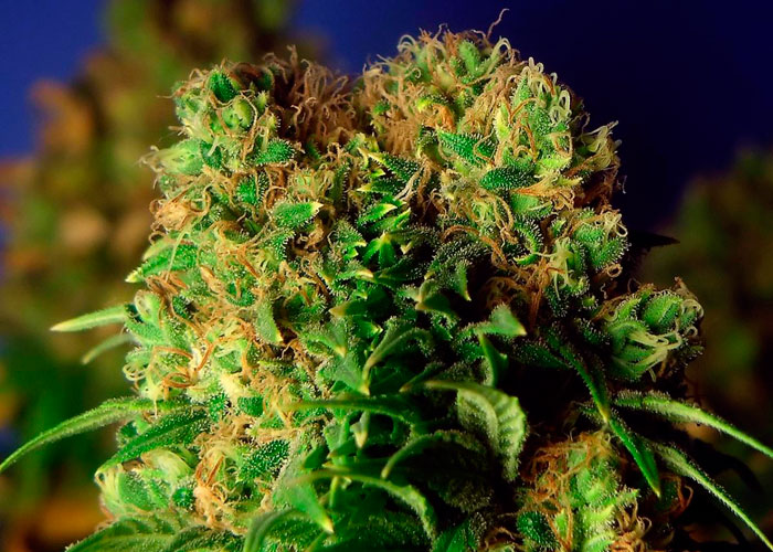 Феминизированные сорта конопли Феминизированные сорта конопли
