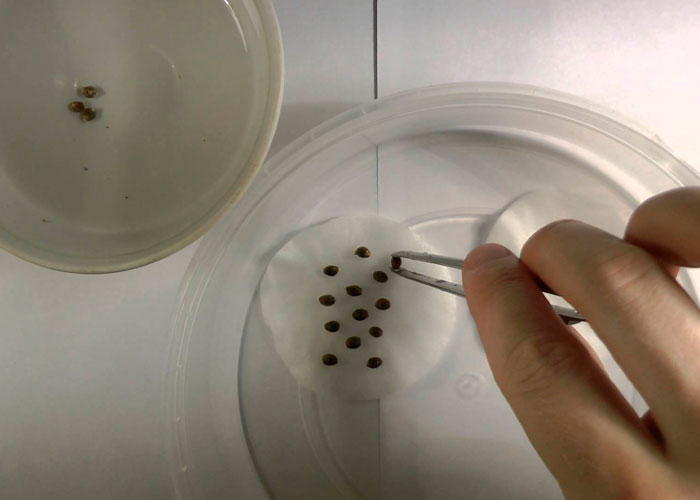 Проращивание семян конопли Проращивание семян конопли