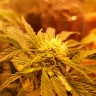 заказать семена конопли Украина Auto Somango feminised