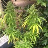семена конопли наложенным платежом Auto Mango feminised Ganja Live Seeds