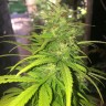 семена конопли почтой Auto Mango feminised Ganja Live Seeds