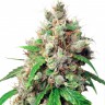 Семена марихуаны Auto Euphoria feminised Ganja Seeds