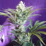Семена марихуаны Black Widow feminised GanjaLiveSeeds
