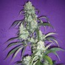 Семена конопли Black Widow feminised GanjaLiveSeeds