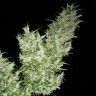 Семена каннабиса Black Widow feminised GanjaLiveSeeds