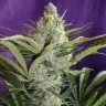 Недорогие семена конопли Black Widow feminised GanjaLiveSeeds