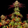 магазин семян конопли Auto Mintz feminised Ganja Seeds