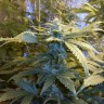 семена конопли Киев Auto MaxiGom feminised Ganja Live Seeds