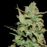 качественные семена конопли Honey B feminised Ganja Live Seeds