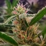 заказать семена конопли Auto Orange feminised Ganja Seeds