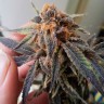 купить качественные семена конопли Auto Jack Herer feminised