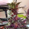 семена конопли автоцвет Auto Mazar feminised Ganja Live Seeds