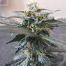 семена индийской конопли Auto Mazar feminised Ganja Live Seeds