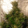 семена культурной конопли купить Auto​ Easy Ryder feminised Ganja Seeds