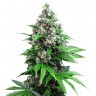 Семена марихуаны Auto Killer Kush feminised Ganja Seeds