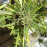 Семена конопли Auto Killer Kush feminised Ganja Seeds