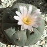 Заказать семена кактуса Lophophora williamsii