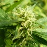 Семена конопли в интернет магазине Exodus Cheese feminised GanjaLiveSeeds