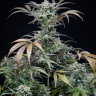 сайт семян конопли Auto Panama Lime feminised Ganja Seeds