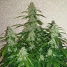 семена конопли курьером Auto Nefertiti feminised Ganja Live Seeds