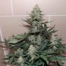 Семена марихуаны Auto Sweet Trainwreck feminised Ganja Seeds