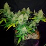 Качественные семена марихуаны Auto Sweet Trainwreck feminised Ganja Seeds