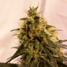 дешевые семена конопли Auto Pineapple Chunk feminised Ganja Seeds