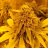 лучшие семена конопли Auto Pineapple Chunk feminised Ganja Seeds