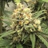 купить мощные семена конопли Auto Super Bud feminised