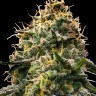 семенам конопли наложенным платежом Auto Skywalker feminised Ganja Seeds