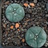 Семена Lophophora williamsii SB 854