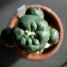 Заказать семена Lophophora williamsii SB 854