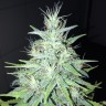 Семена конопли Tutankhamon feminised GanjaLiveSeeds