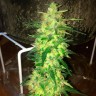 семена конопли индика Auto Northern Lights feminised Ganja Live Seeds